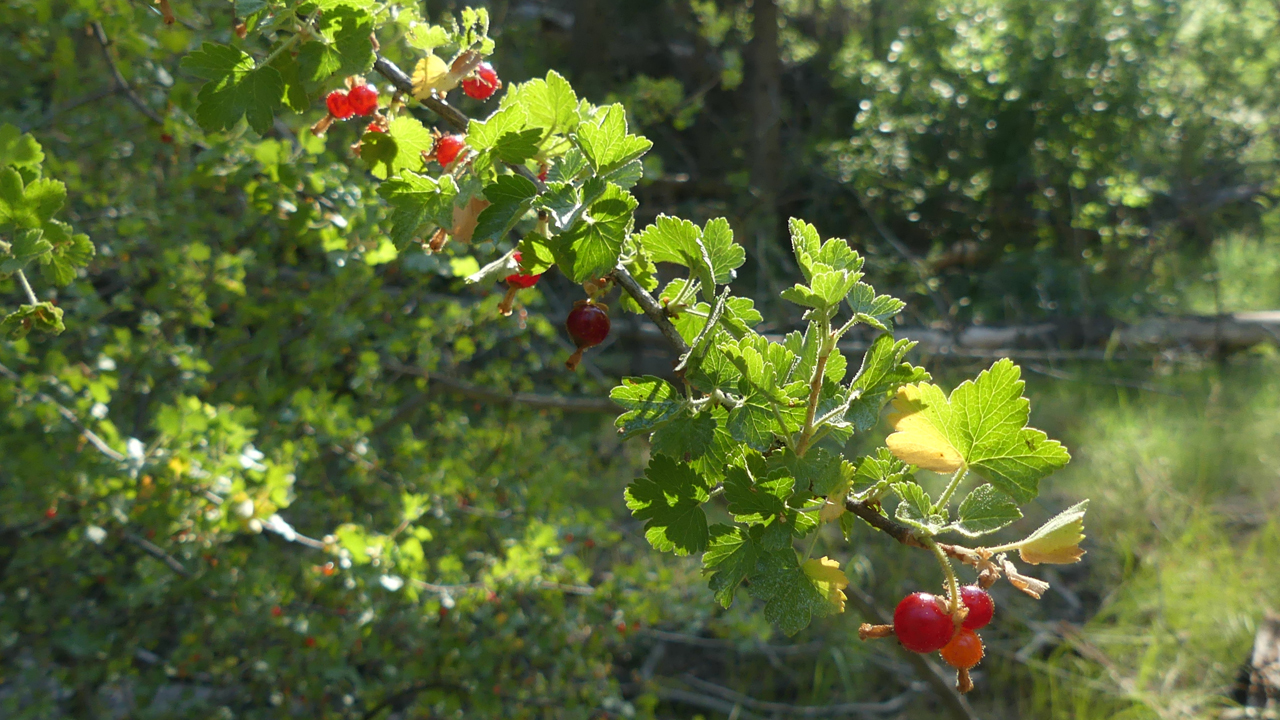 Wax Currant