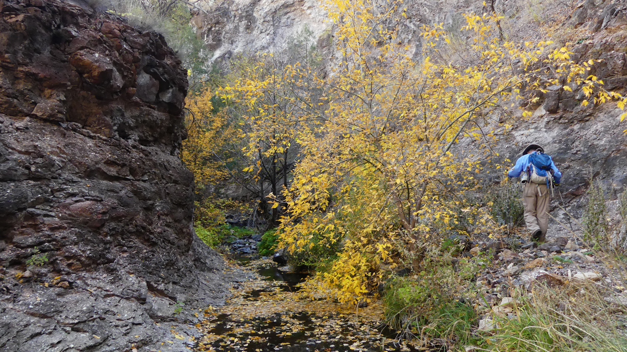 fall foliage in the canyon