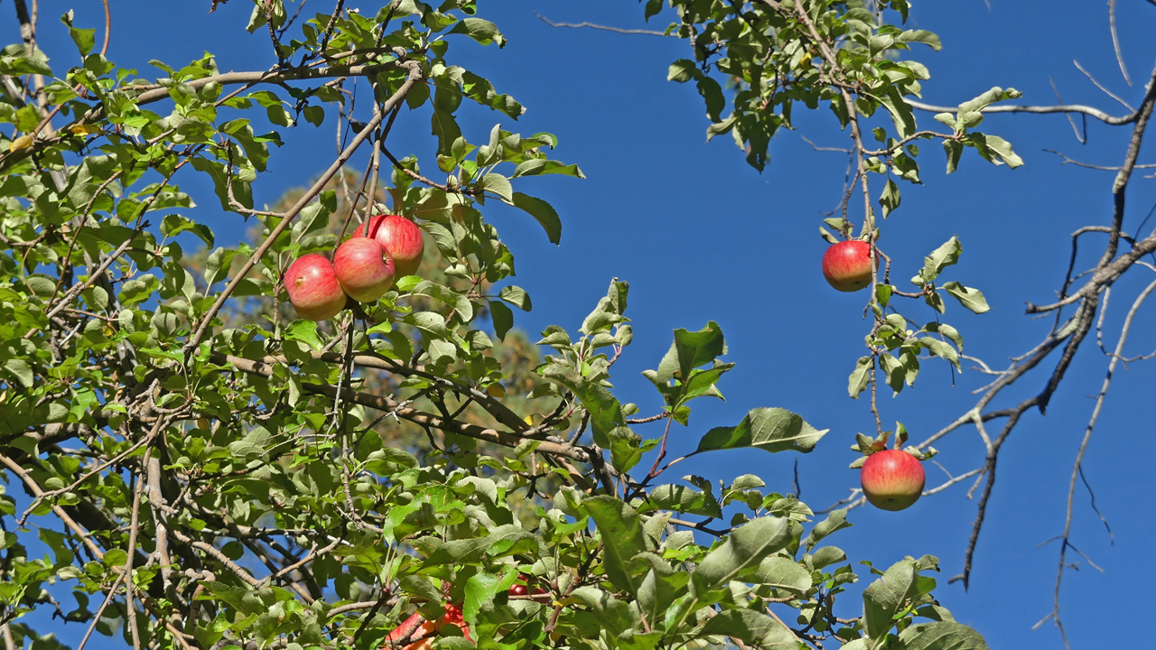 Mr. Johnson's apples