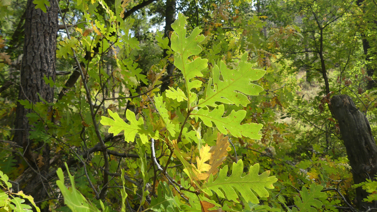 autumn leaves