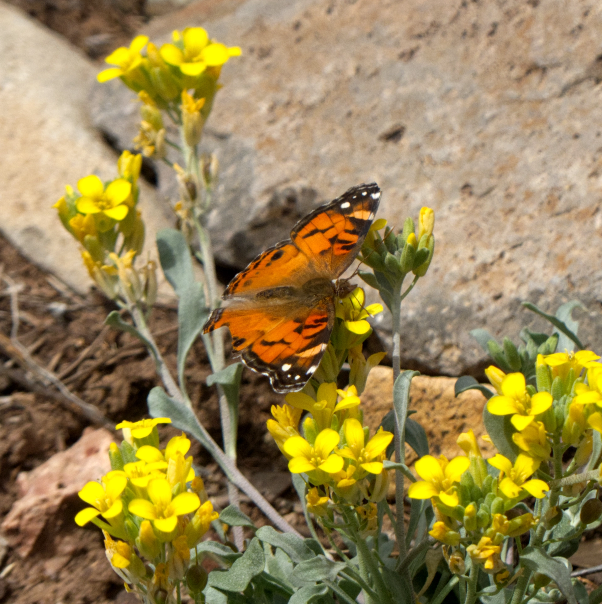 American Lady Butterfly
