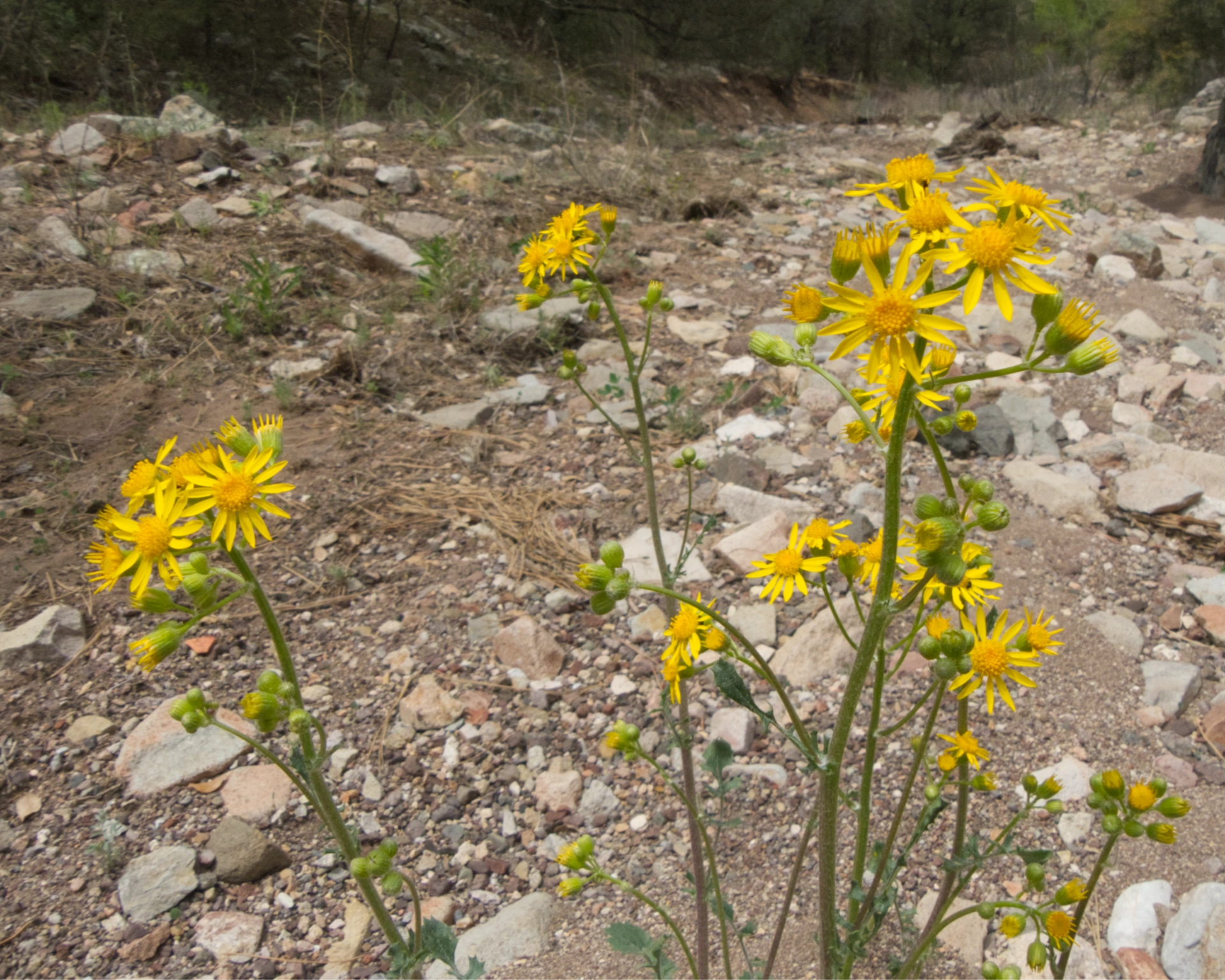 New Mexico Groundsel