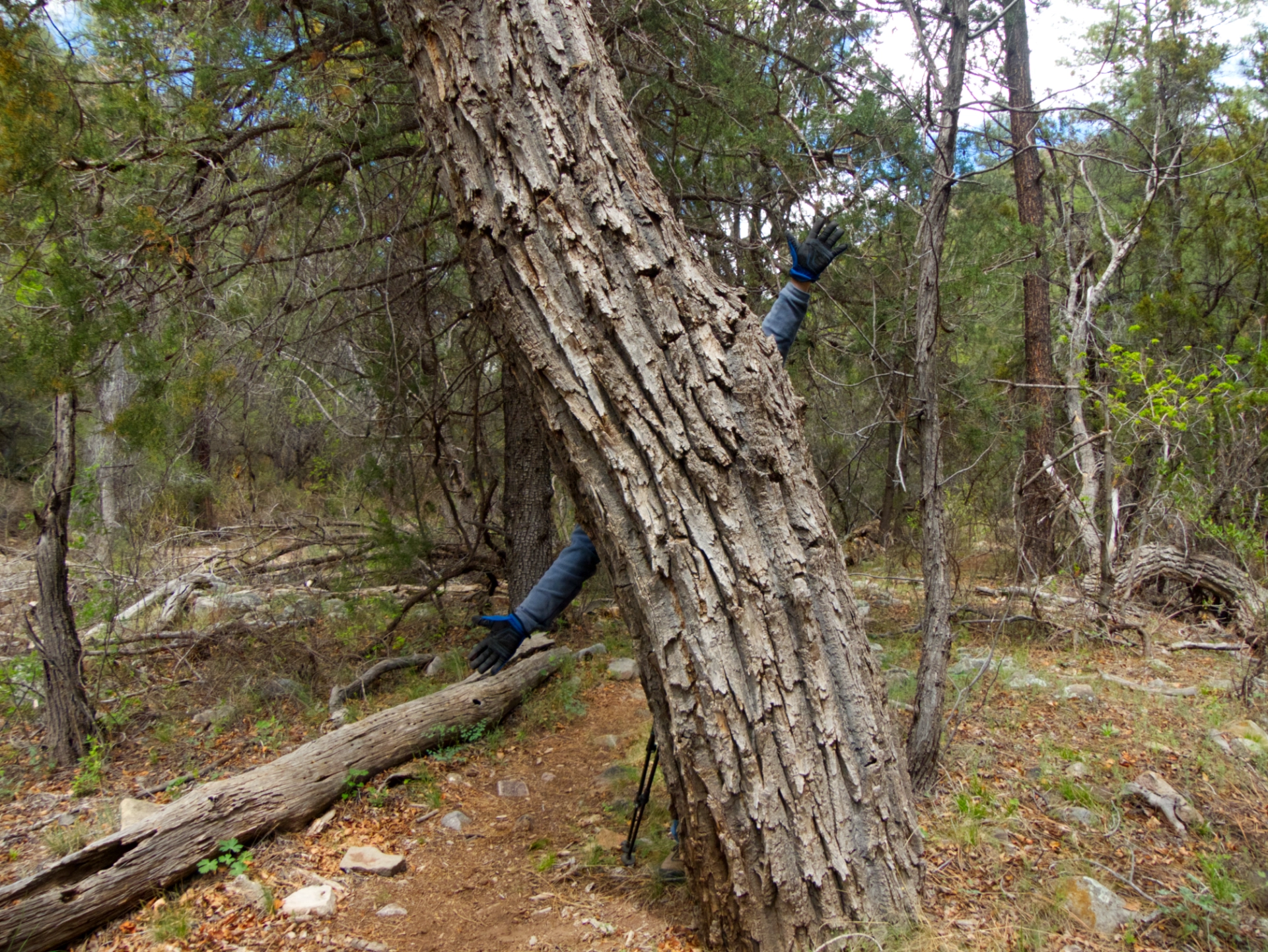 cottonwood with human arms