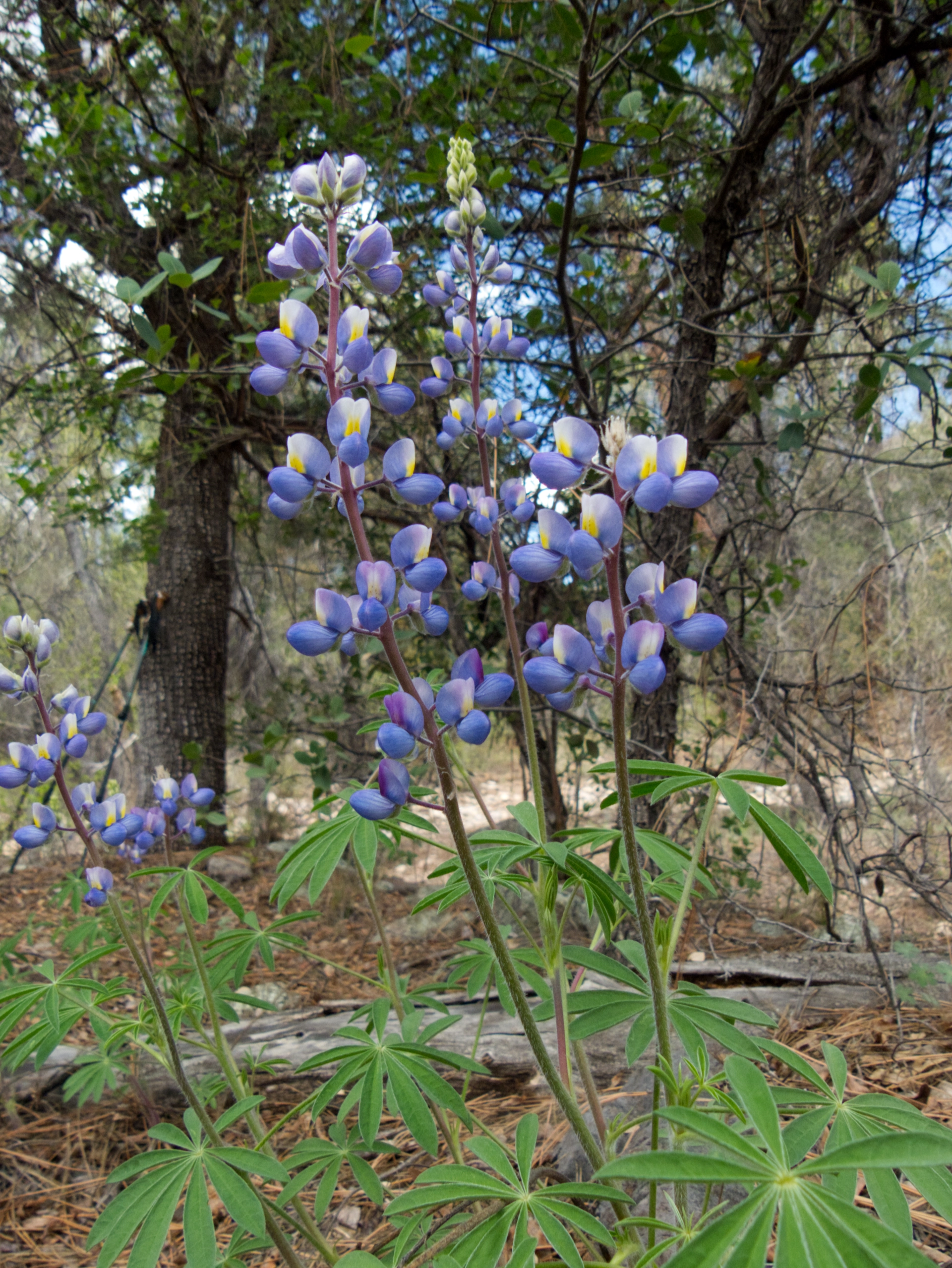 New Mexico Lupine