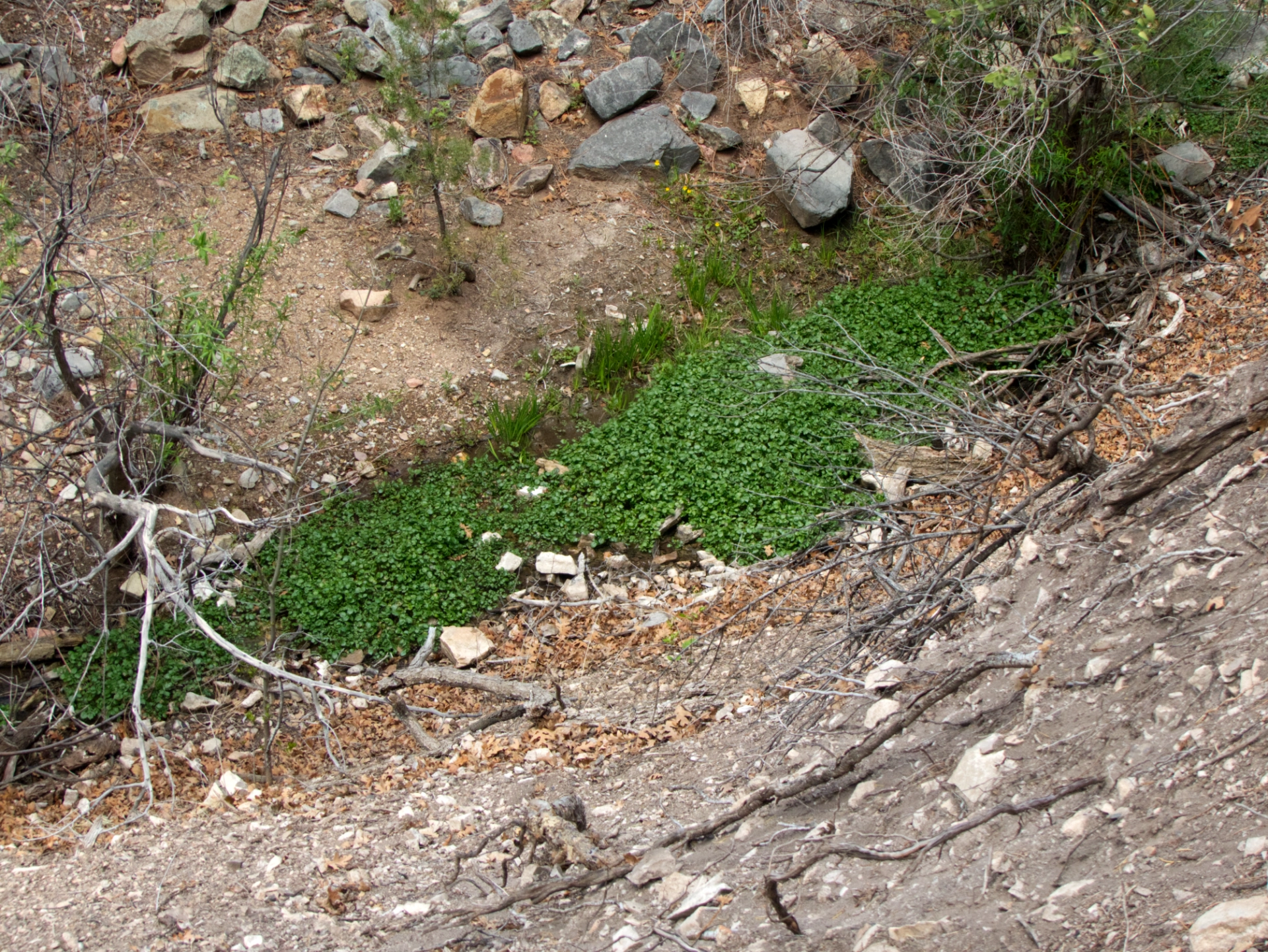 Watercress in a side canyon spring