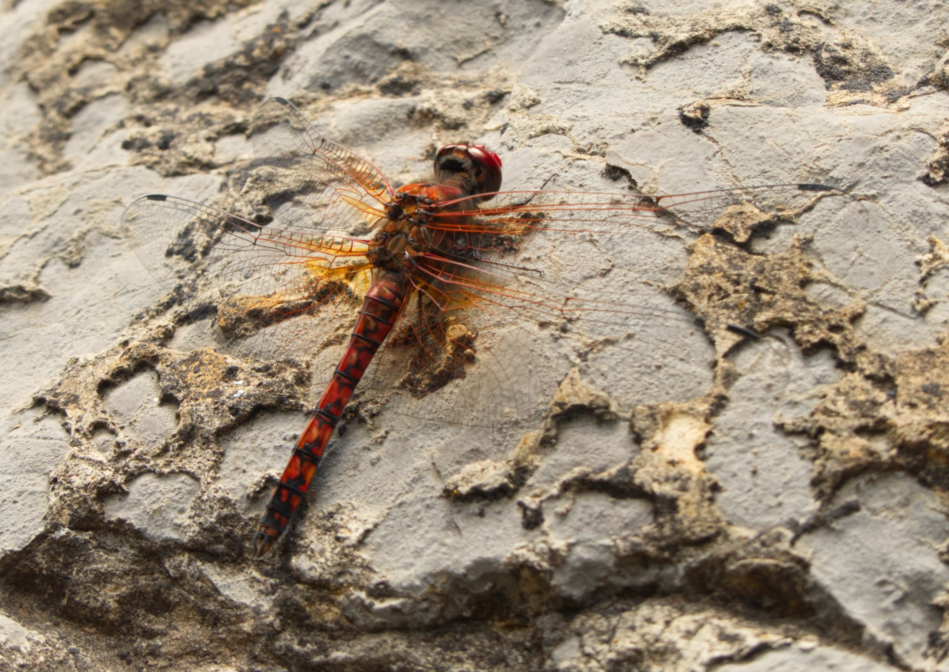 Red Rock Skimmer