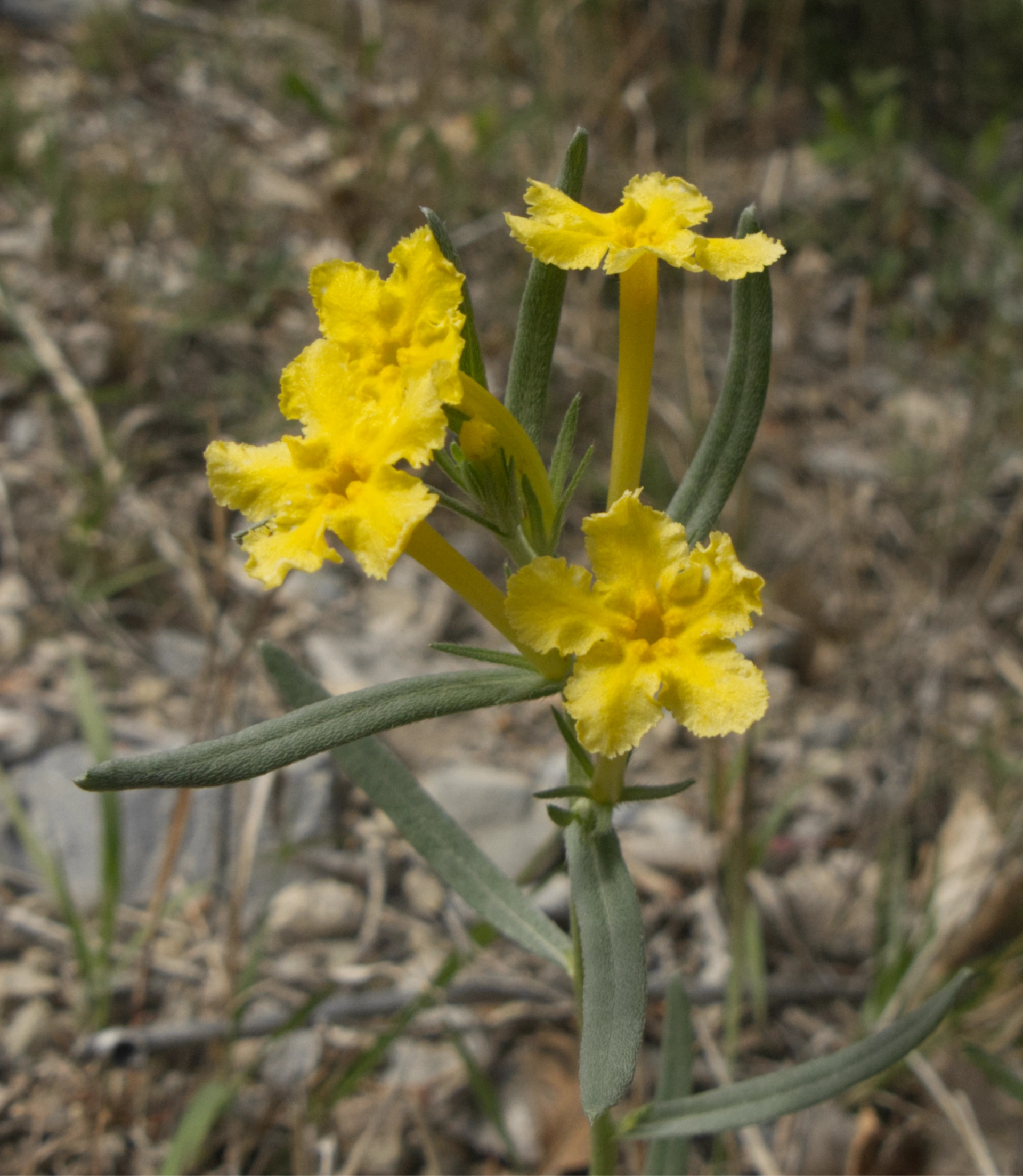 Narrowleaf Puccoon