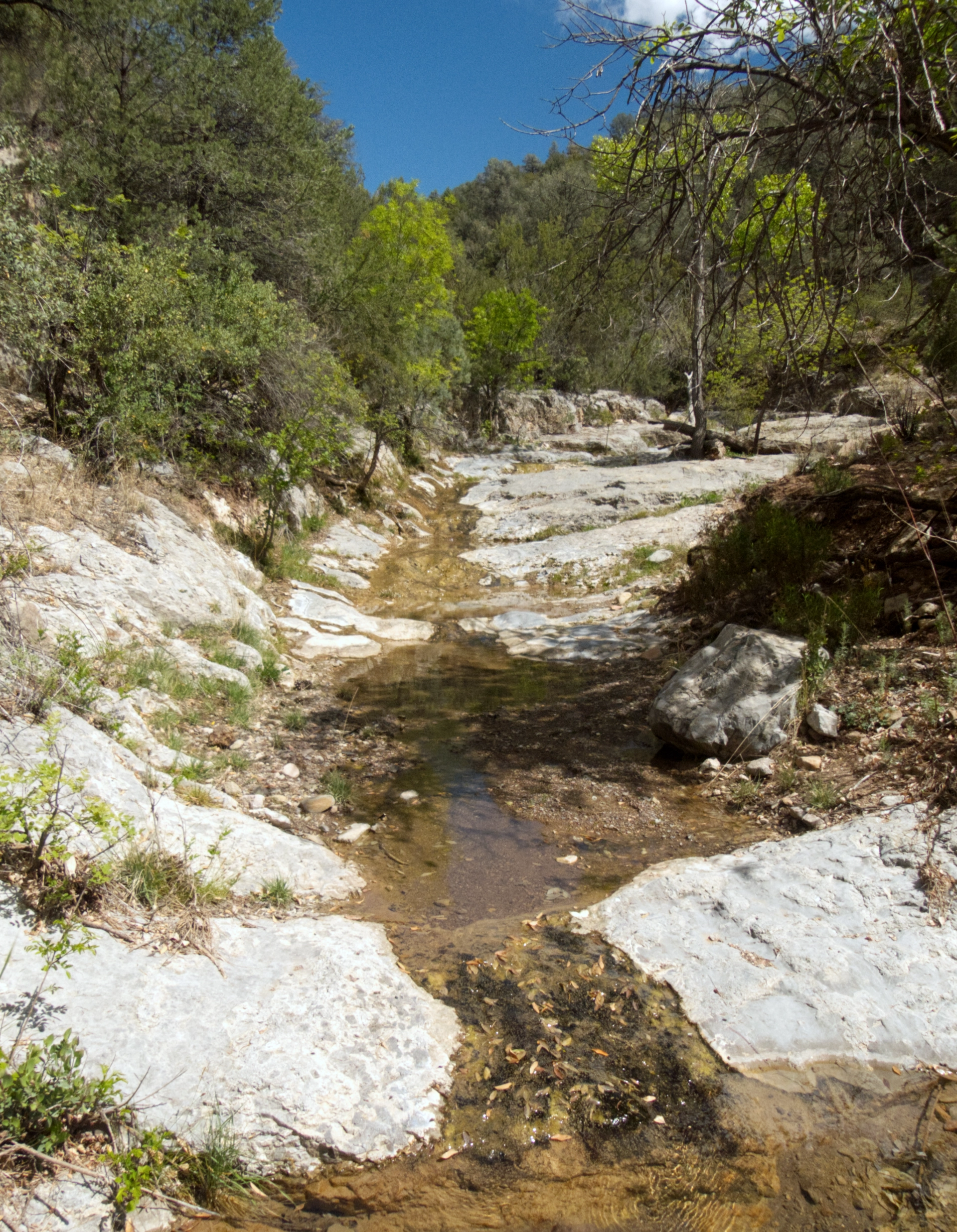 Lush well-watered canyon