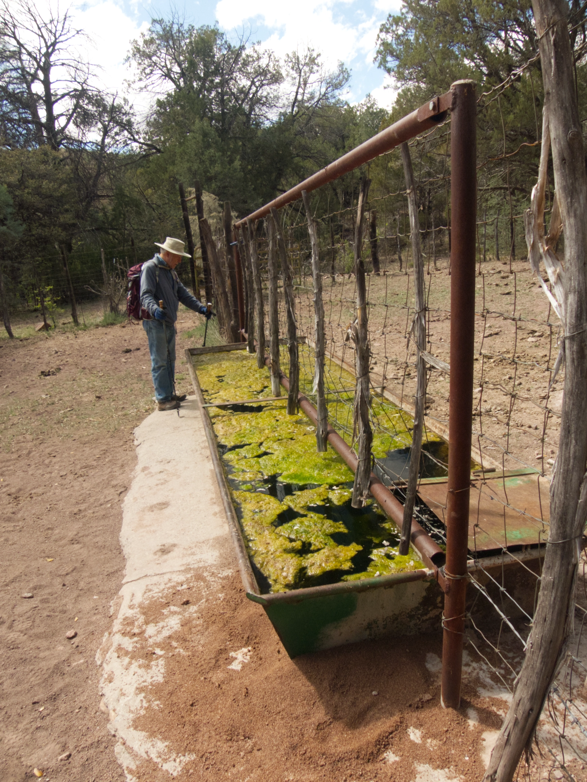 Very green cattle tank