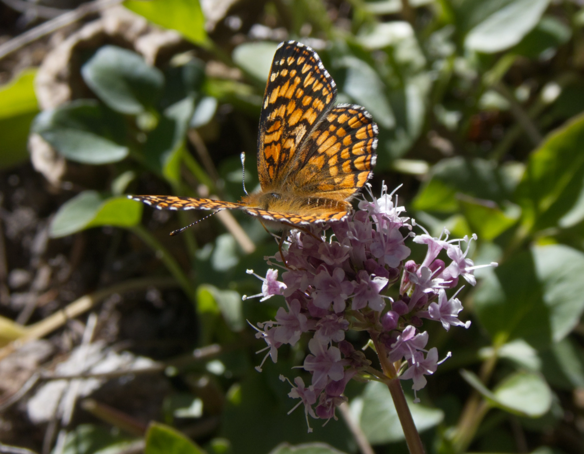 checkerspot butterfly on milkweed