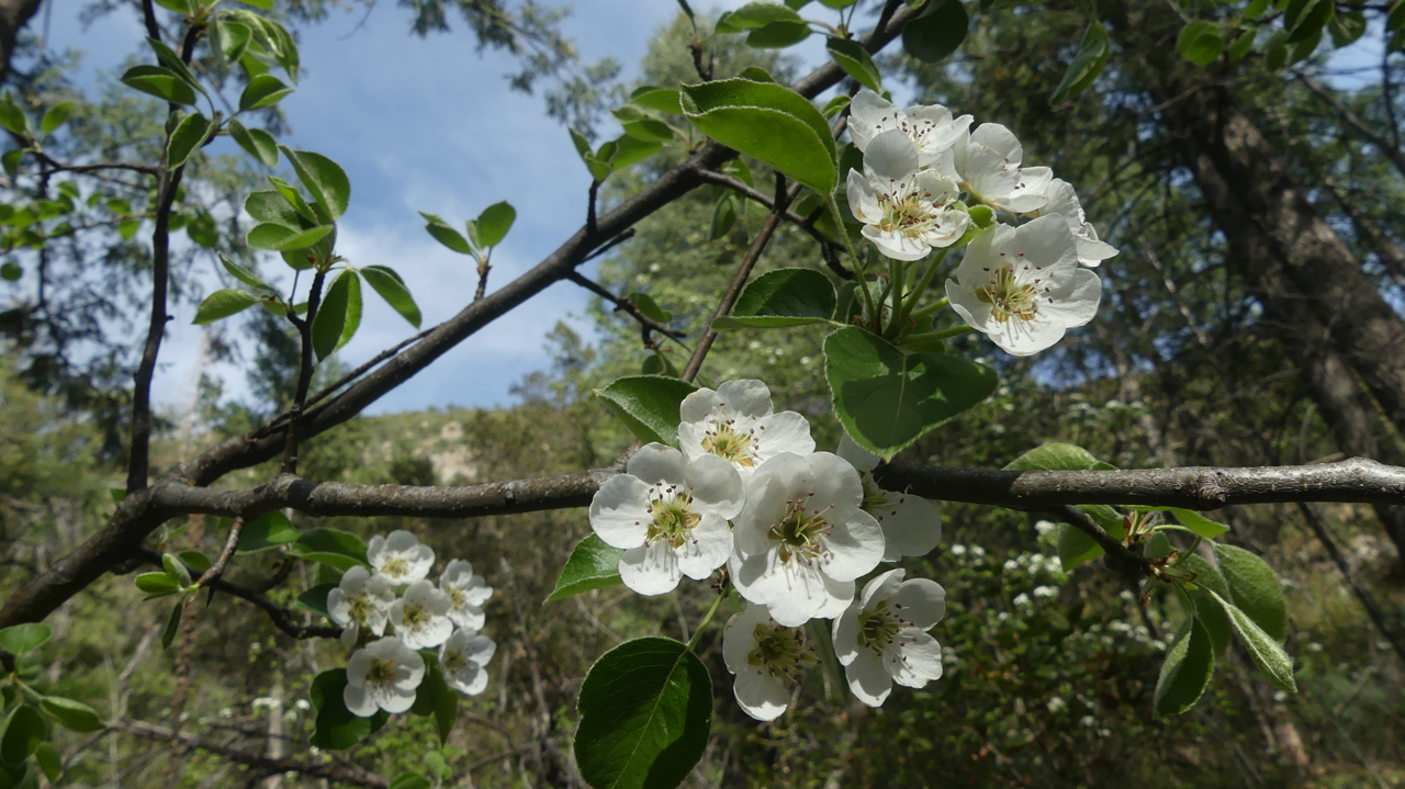 apple blossoms