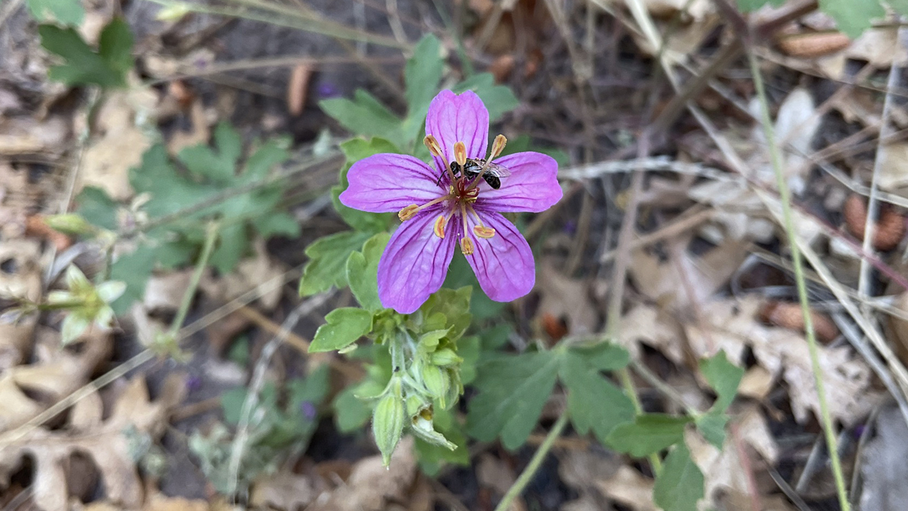 pinewoods geranium