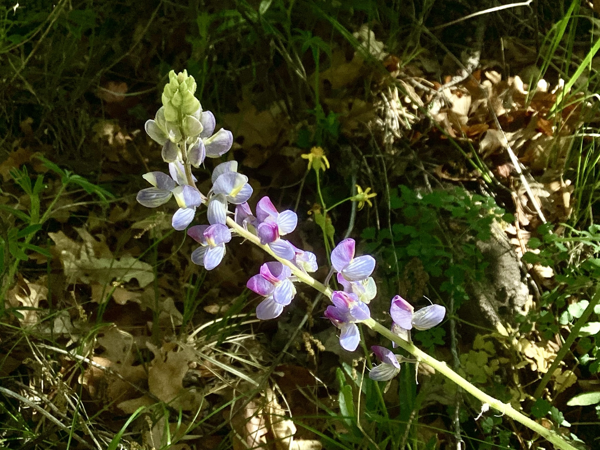 New Mexico lupine