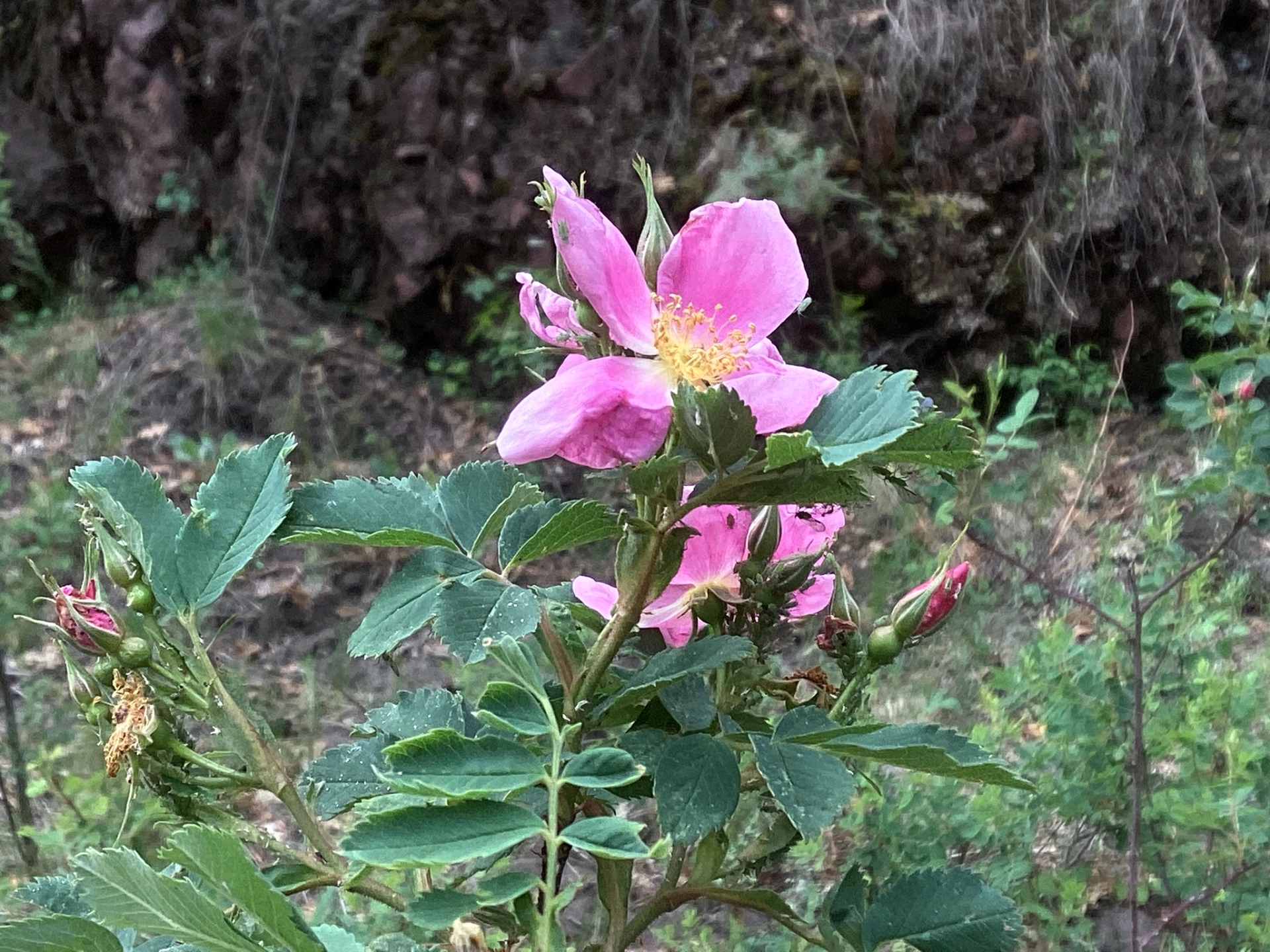 prairie rose