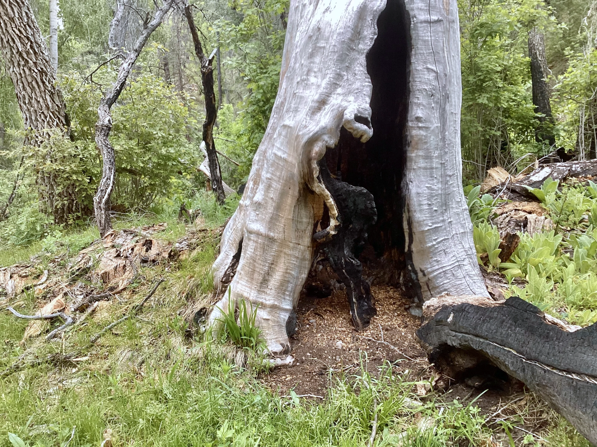 partially burned tree, black inside, silver outside