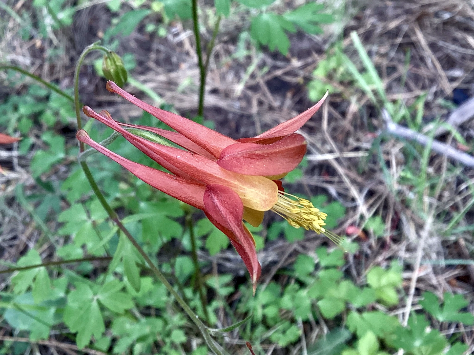 desert columbine