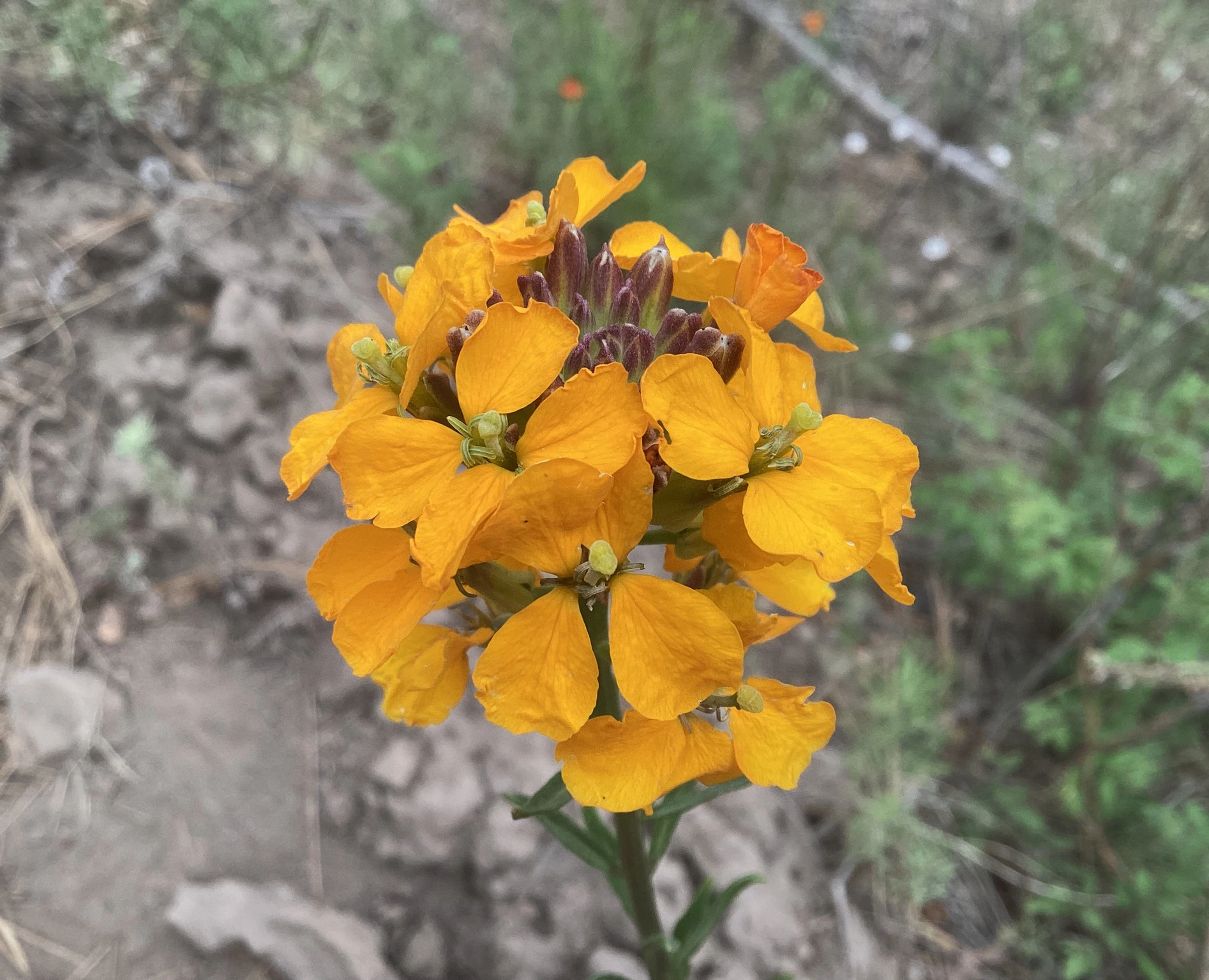 western wallflower