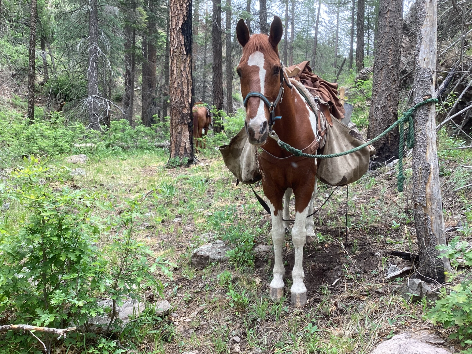 pack horse in McKnight Canyon