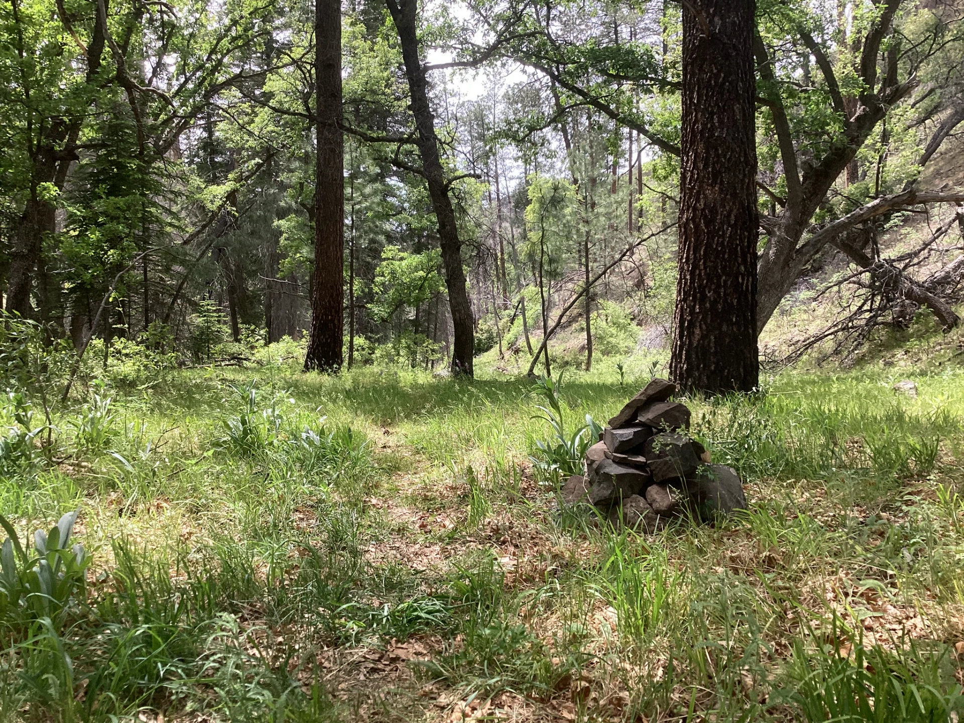 trail through lush meadow in a ponderosa pine forest