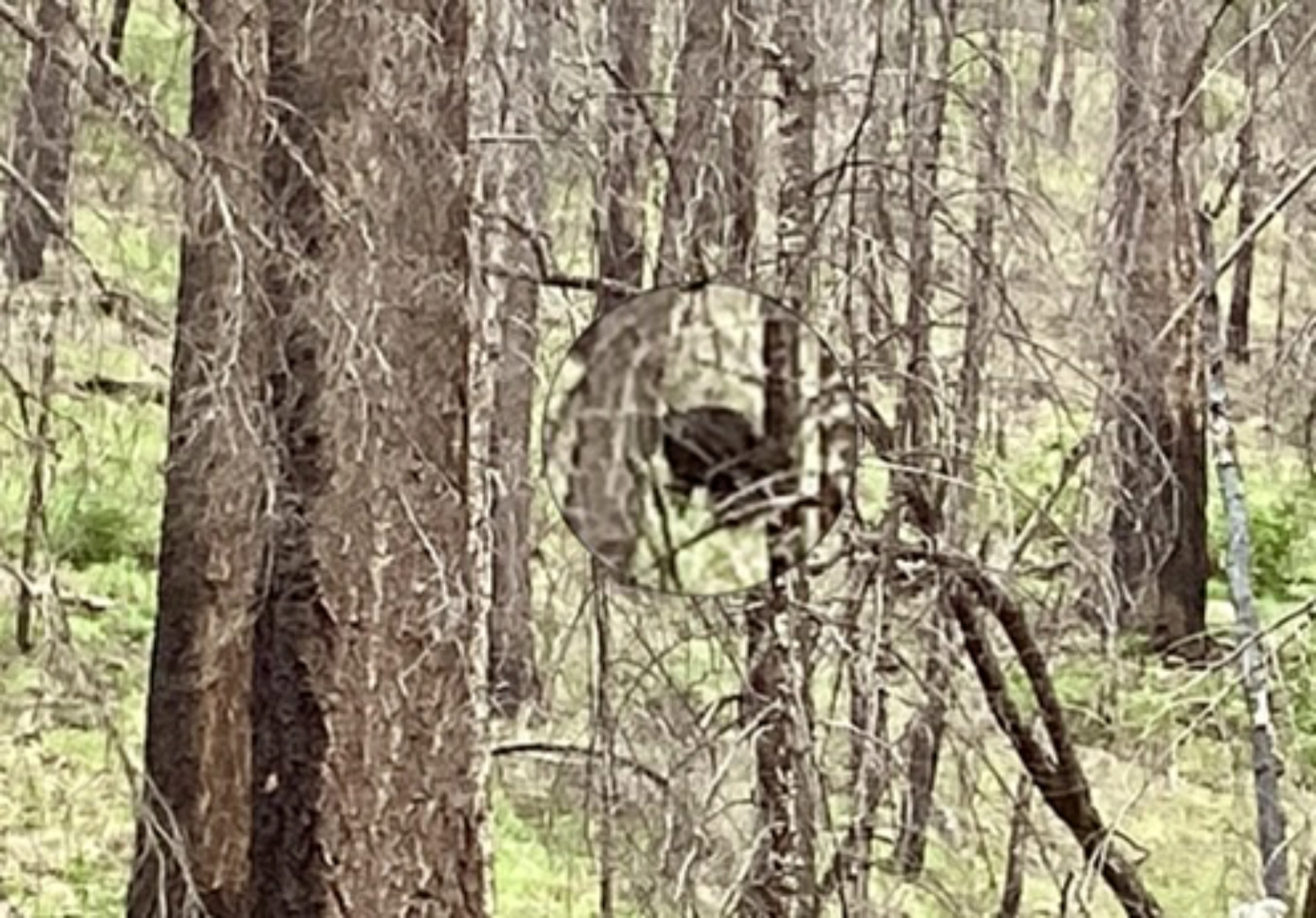 black bear in the distance