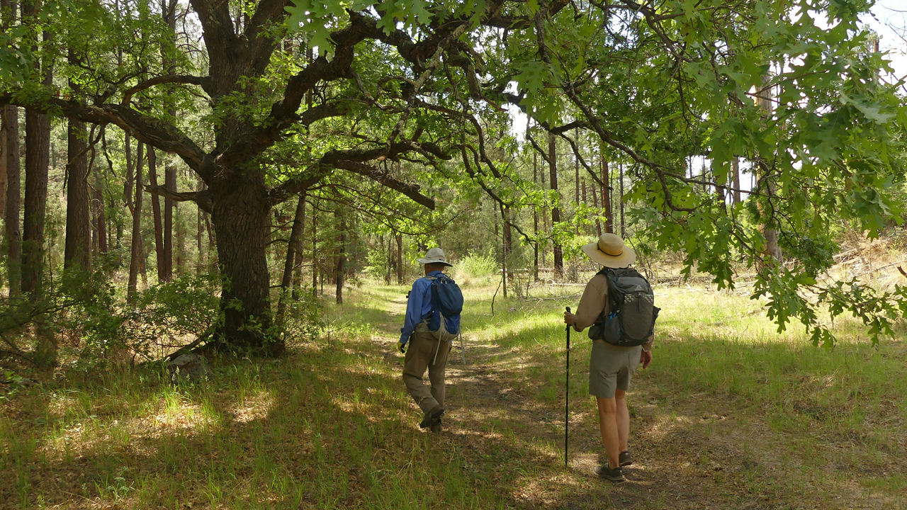 cottonwood tree and hikers