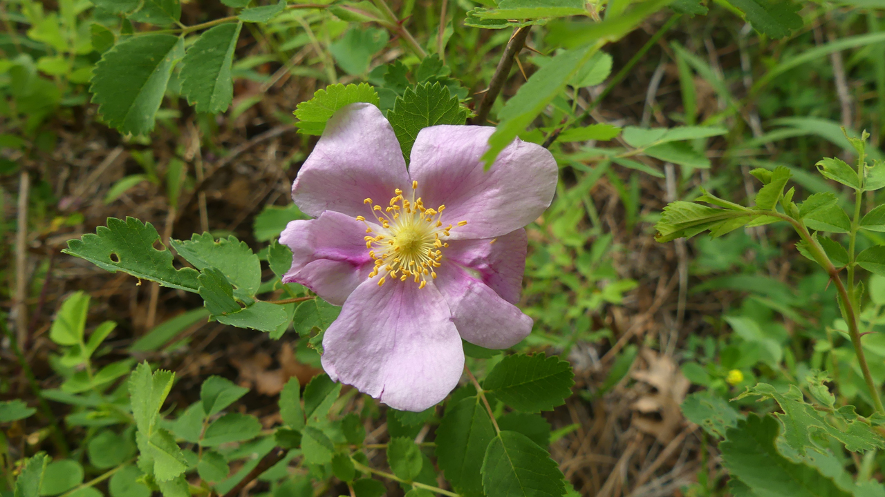 rosa rugose