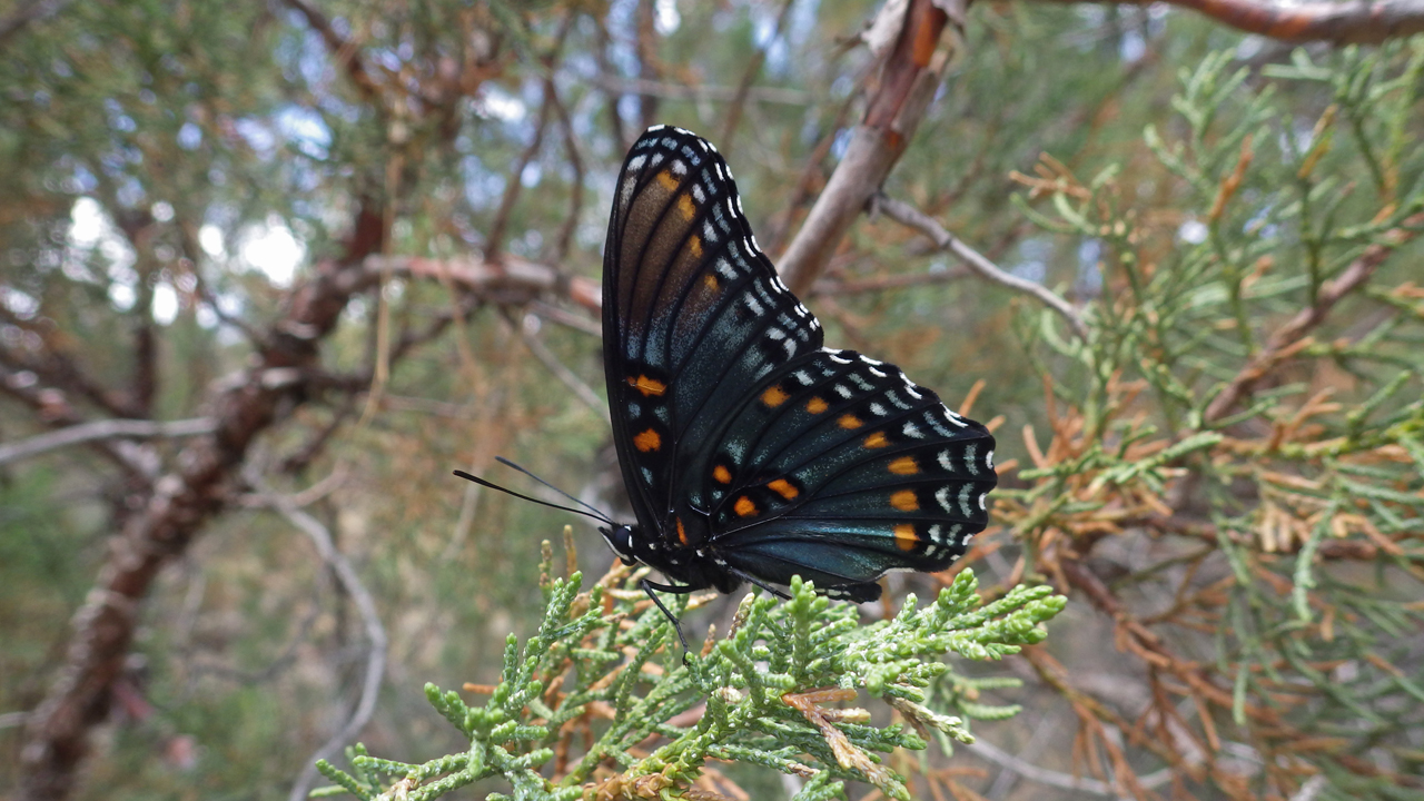 ed-spotted purple butterfly