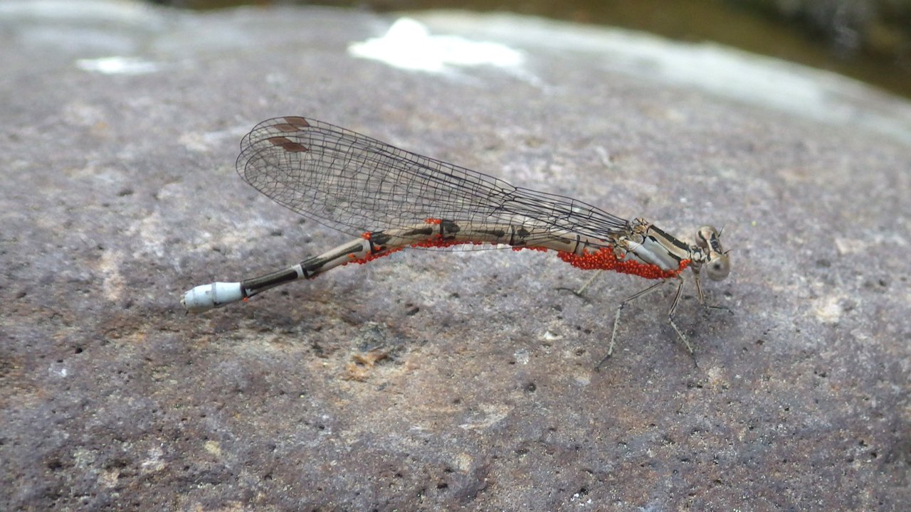 damselfly with red mites