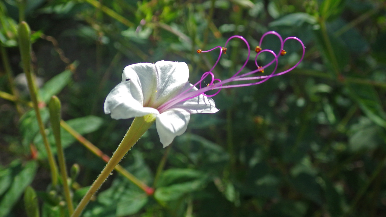 Mirabilis Longiflora