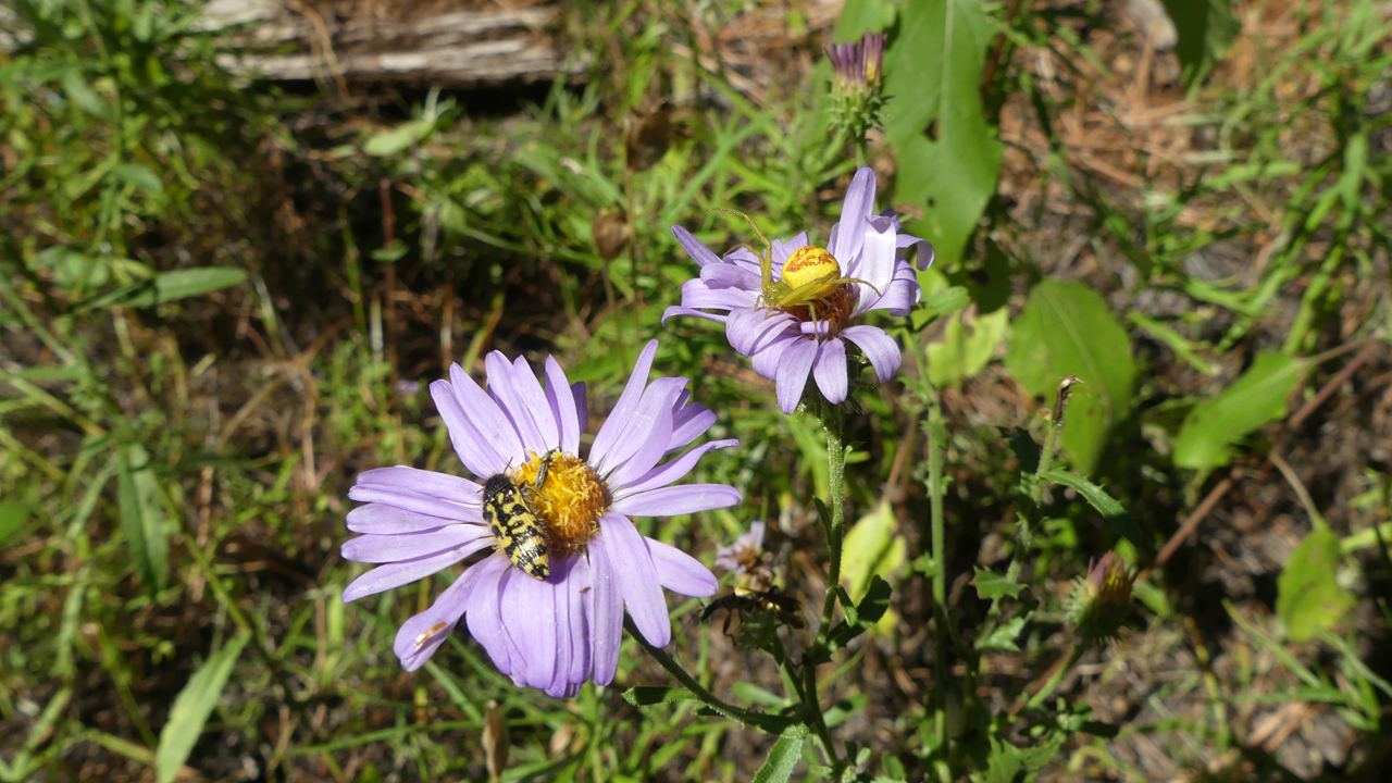 Late Purple Asters