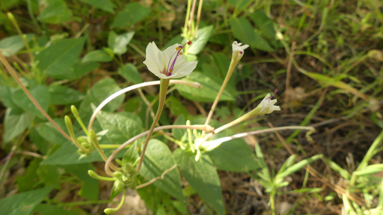 Miribalis Largiflora