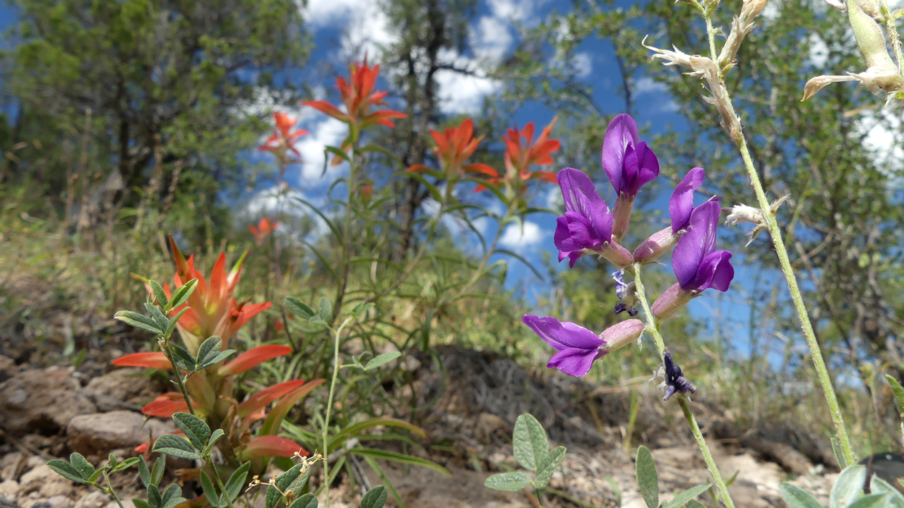 Indian Paintbrush and Locoweed