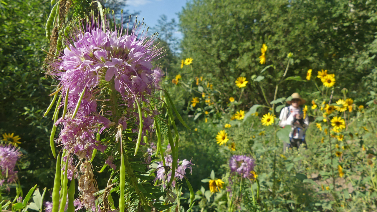 Rocky Mountain Bee Plant