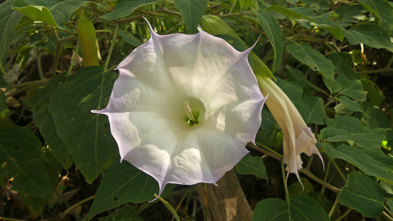 Datura blossom