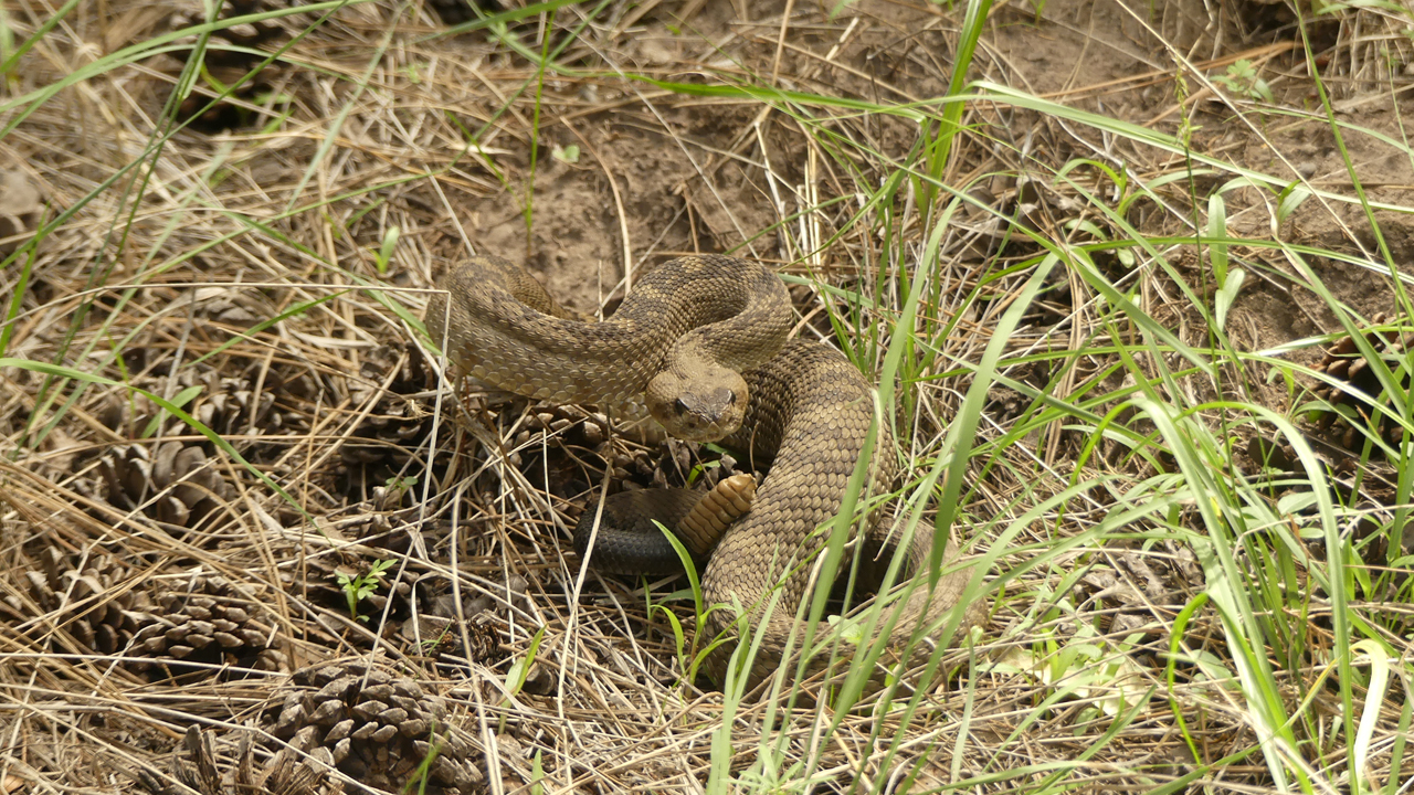 Northern Black-Tailed Rattlesnakep