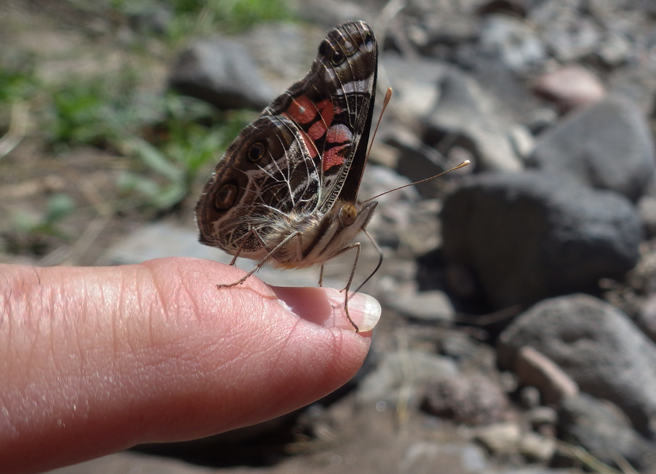 Gulf Fritillary