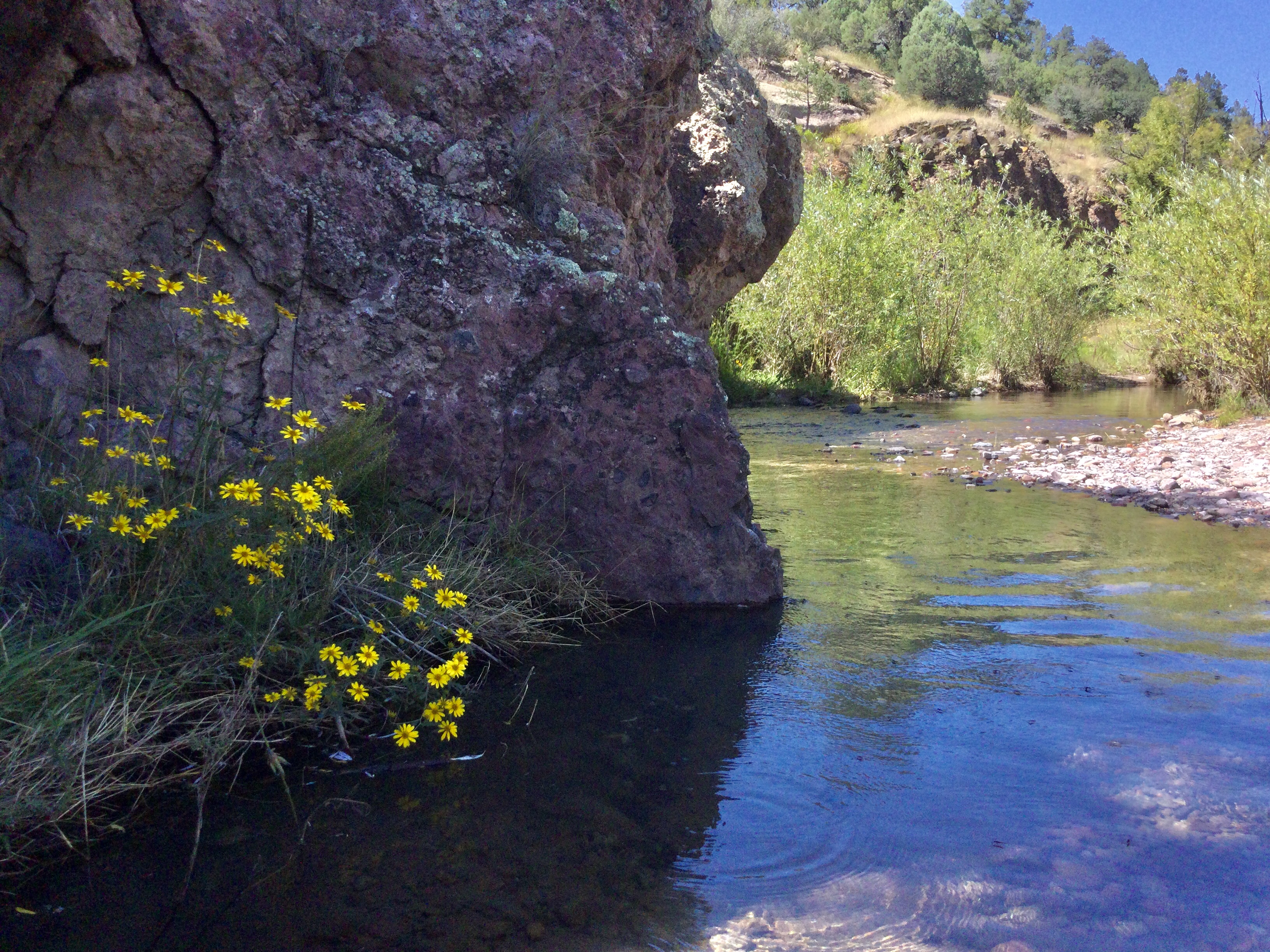 sunflowers on a rhyolite cliff