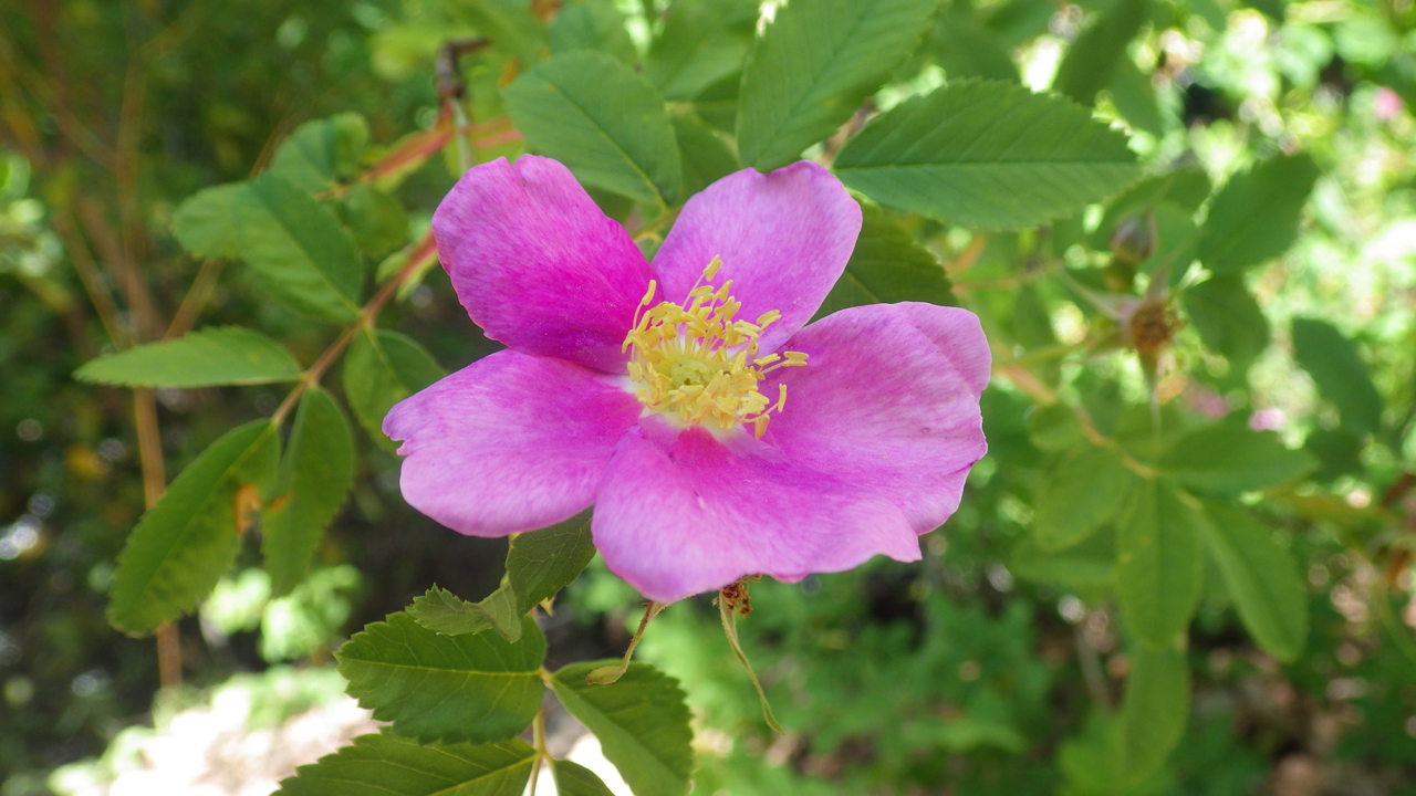 rosa rugosa