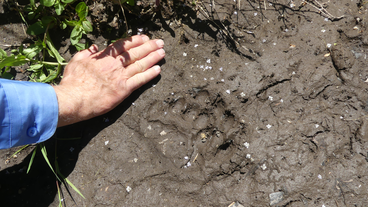 large paw print