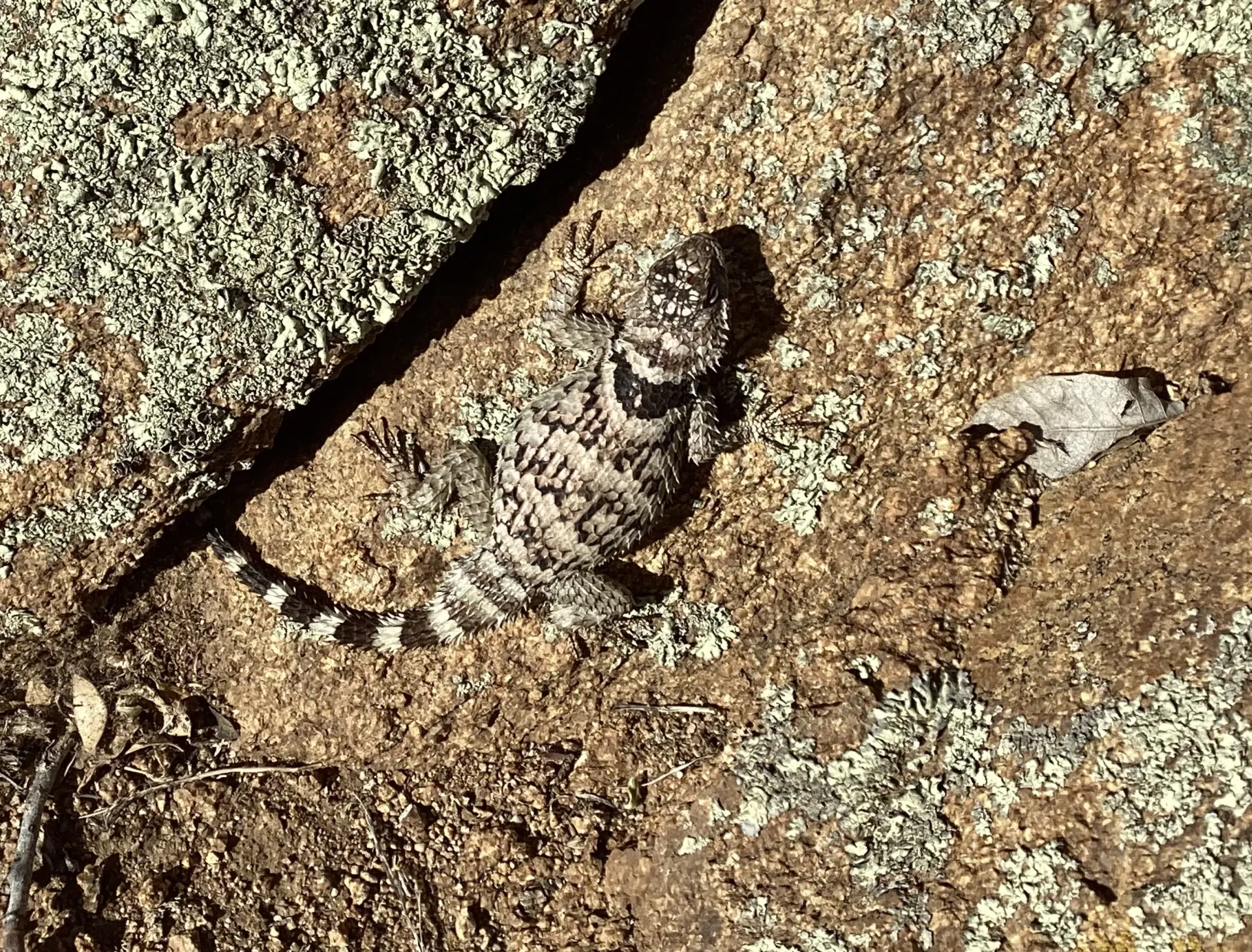 Crevice Spiny Lizard