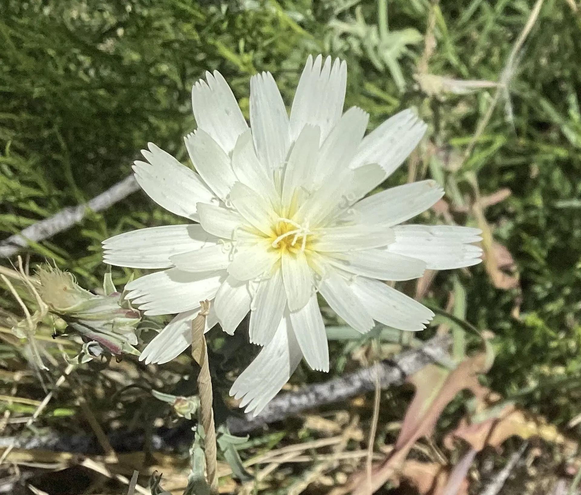 Desert Chicory