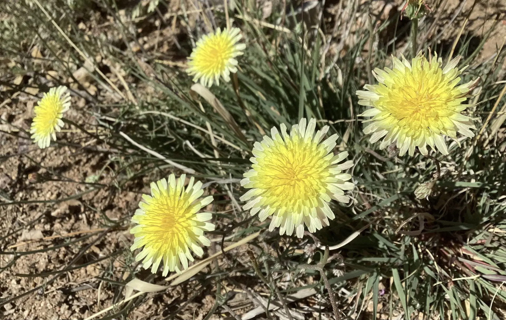 Deset Dandelion