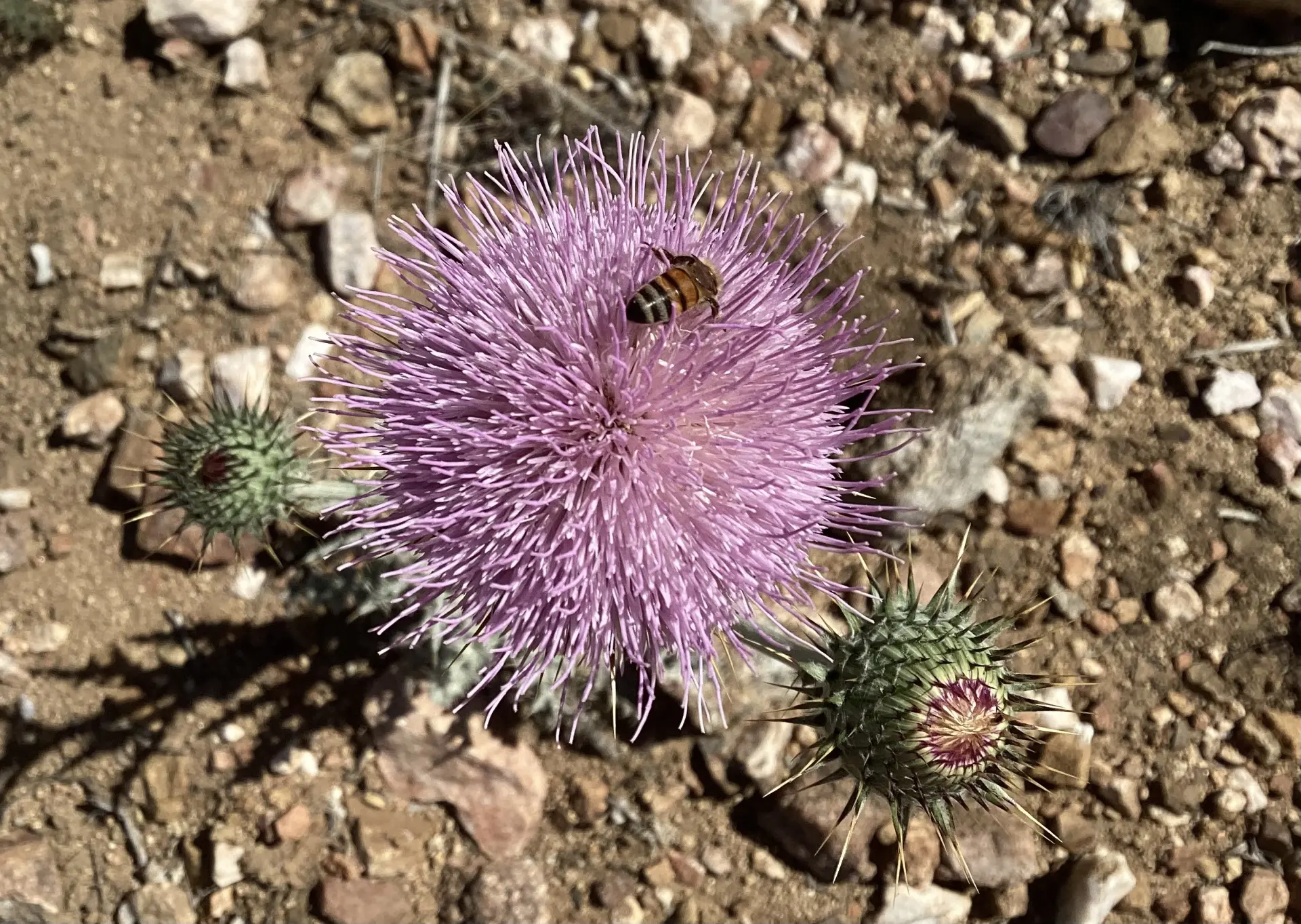New Mexico Thistle