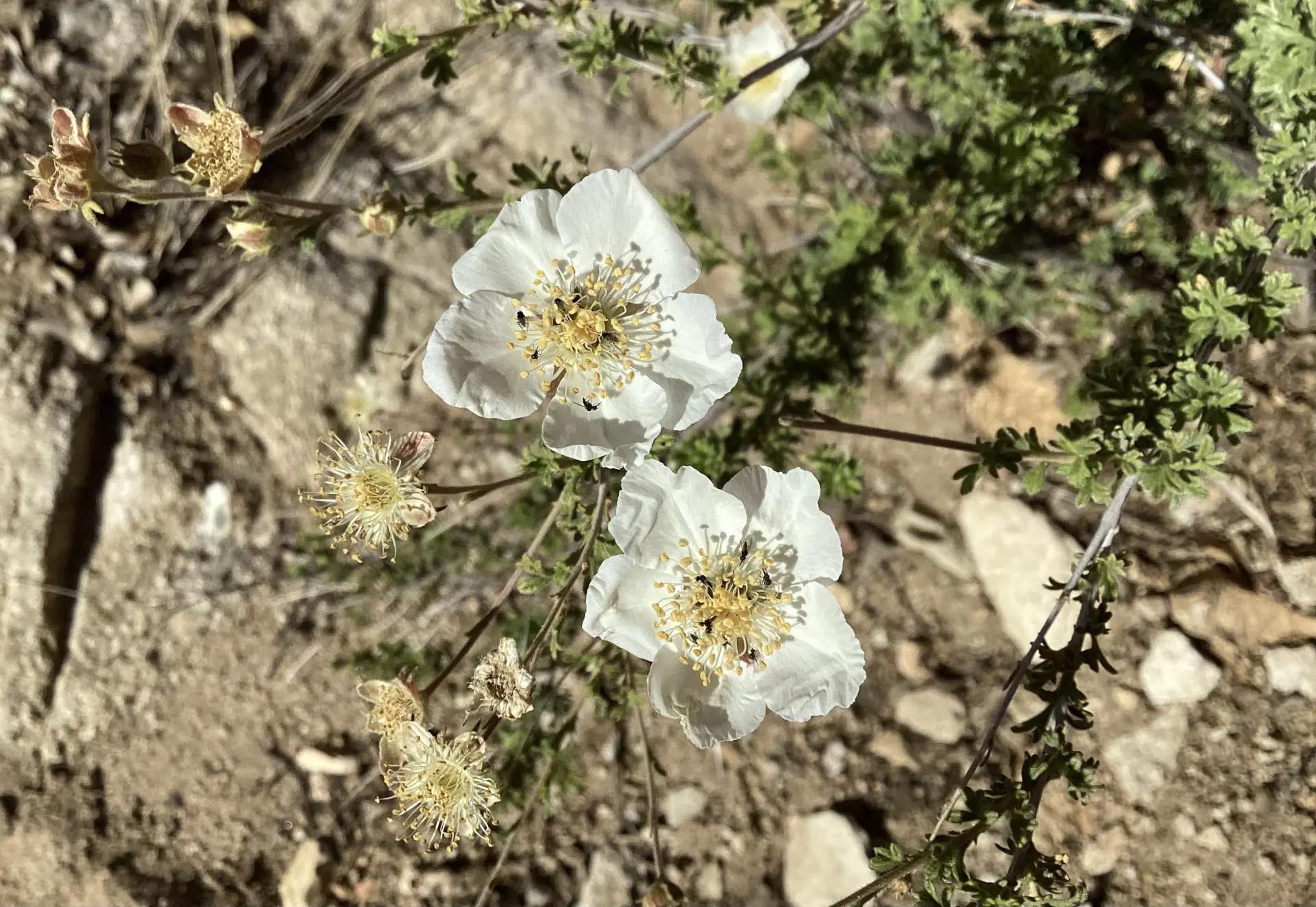 Apache Plume