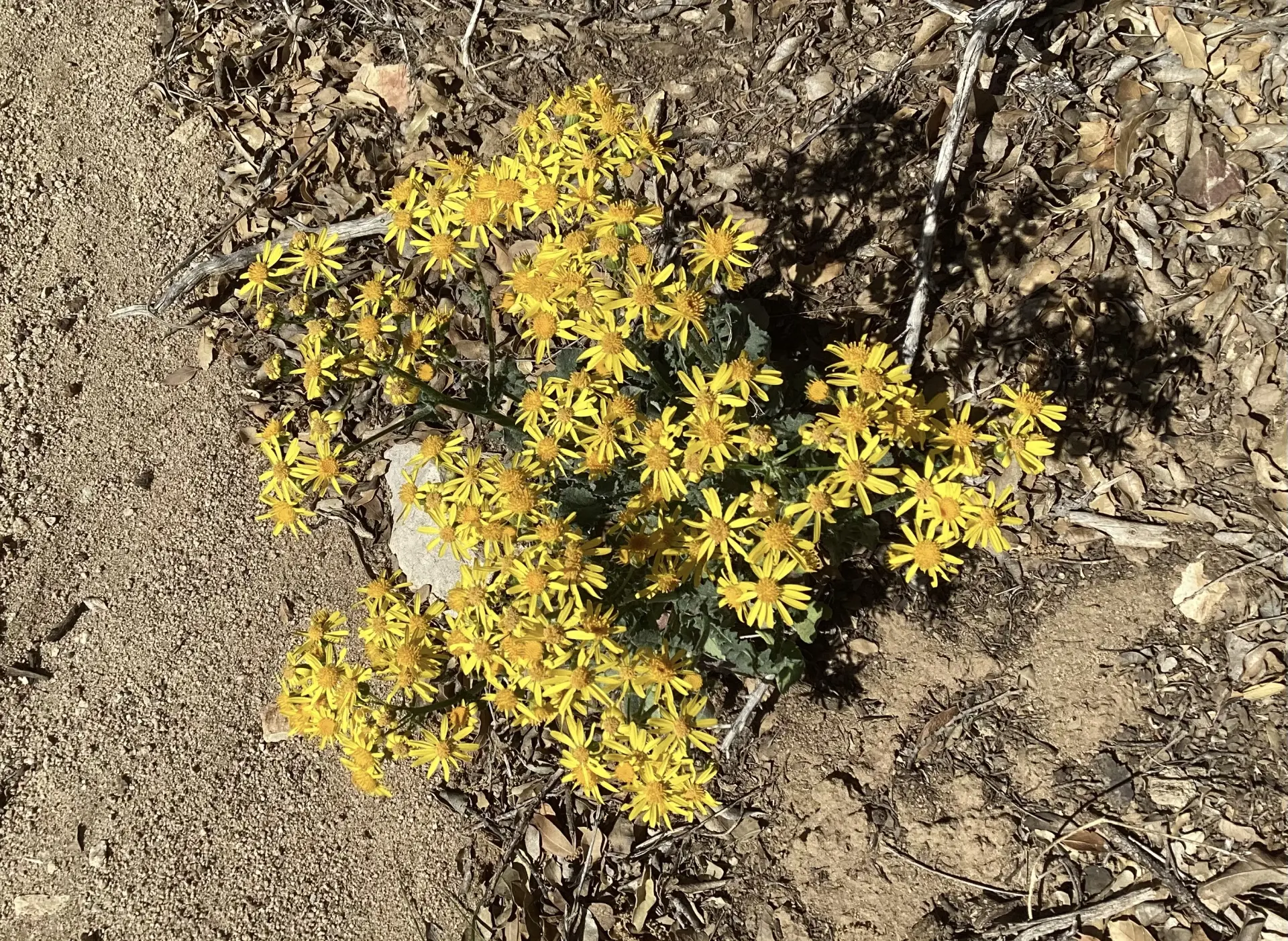 Groundsel