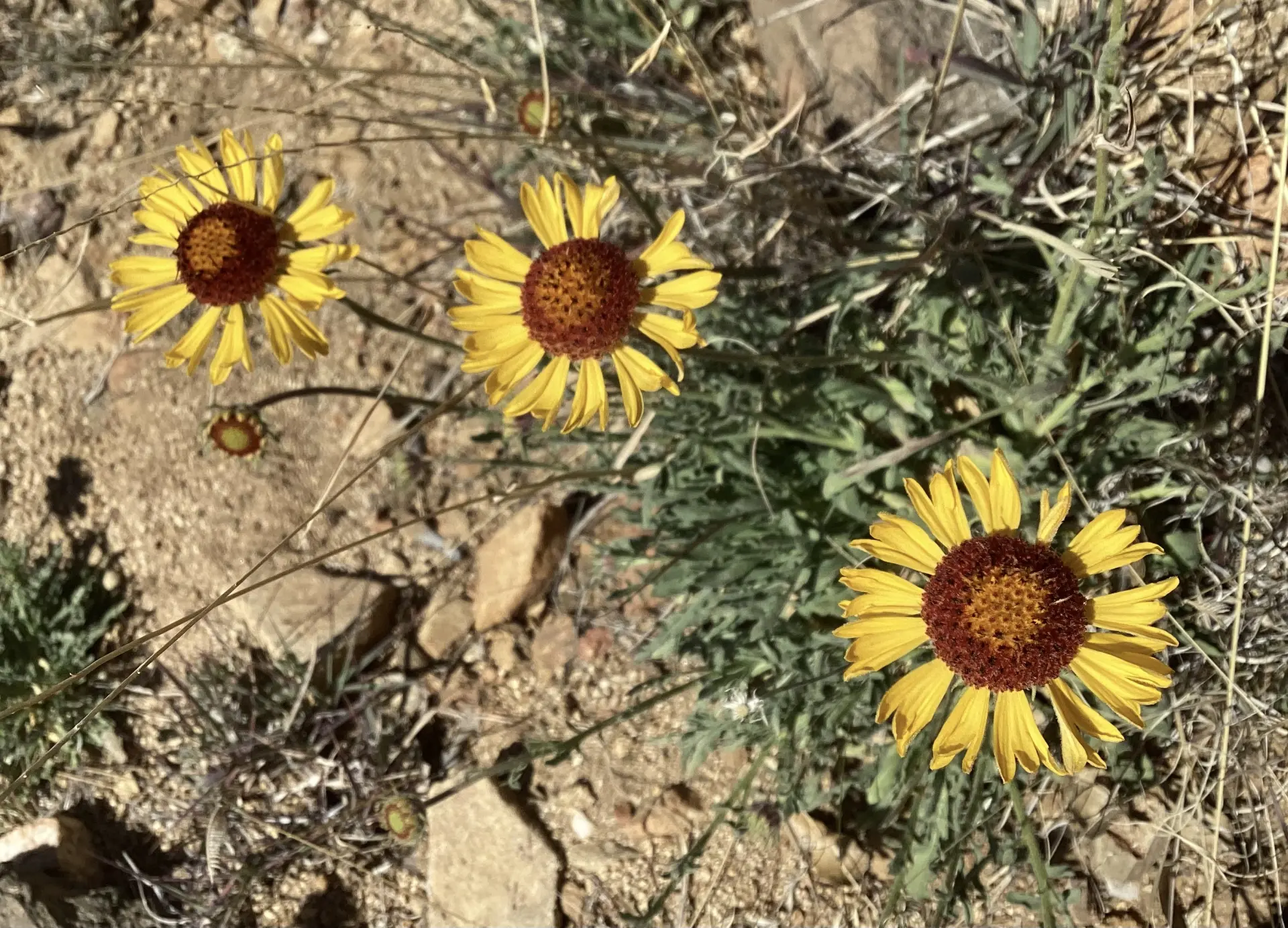 Red domed blanketflowers