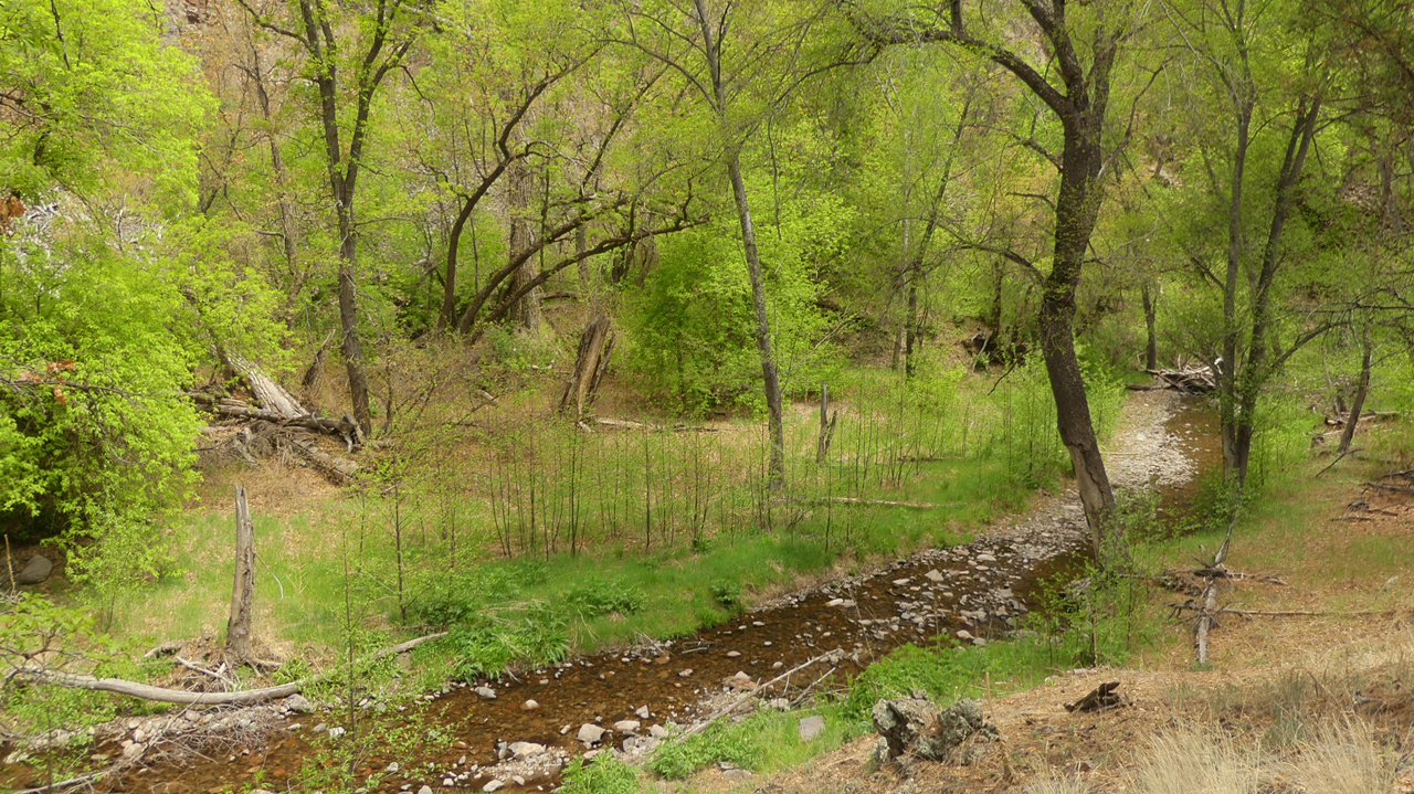 lush streamside