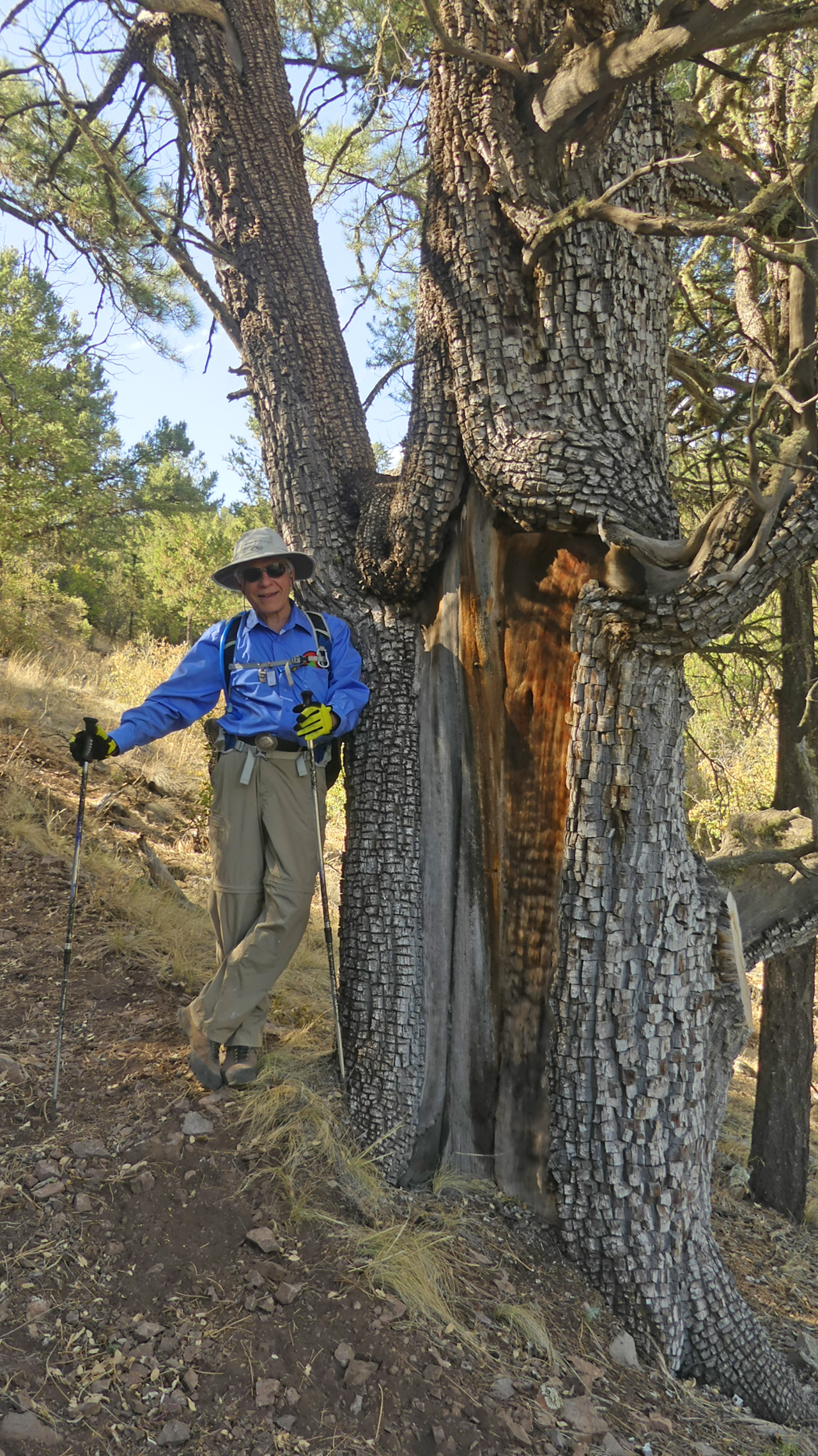 alligator juniper