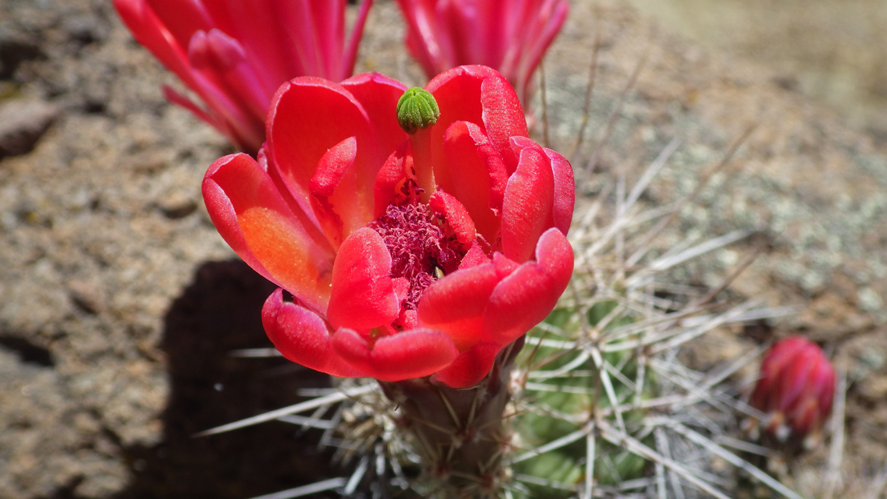 claret cup cactus