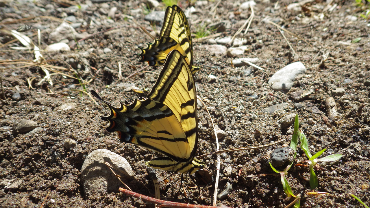 swallowtail butterfiels